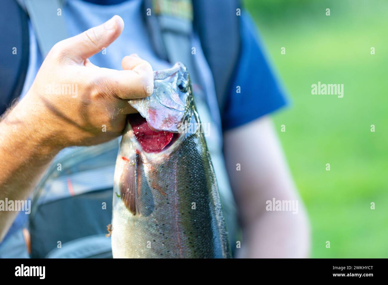 Angler fish lure hunting hi-res stock photography and images - Alamy