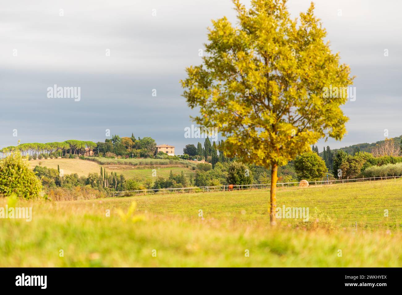 Scenic Tuscany countryside rural landscape in early autumn, Monteriggioni region, Tuscany, Italy. Colourful field and single tree in the foreground, t Stock Photo