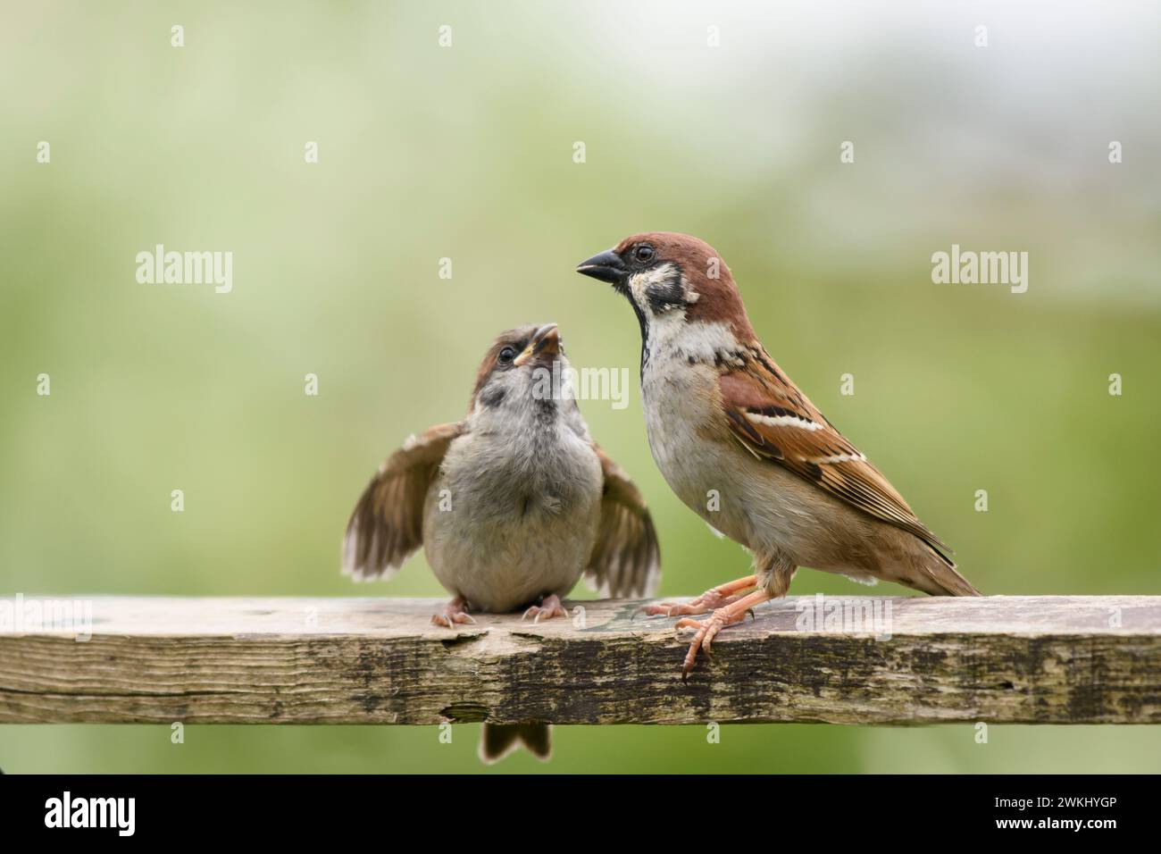 Eurasian tree sparrow Passer montanus, with fledgeling begging for food, June. Stock Photo