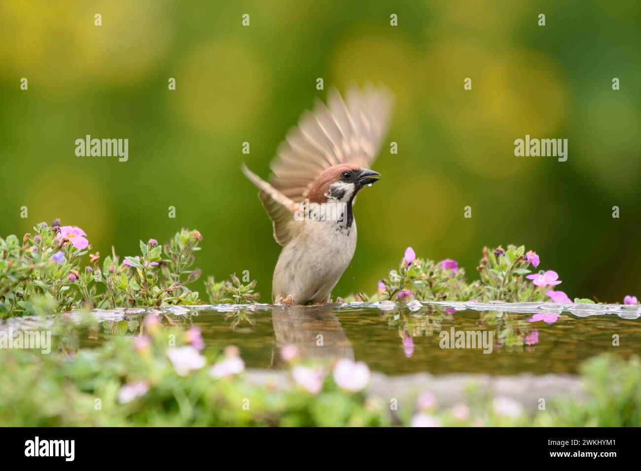Eurasian tree sparrow Passer montanus, alighting on bird bath in garden, July. Stock Photo