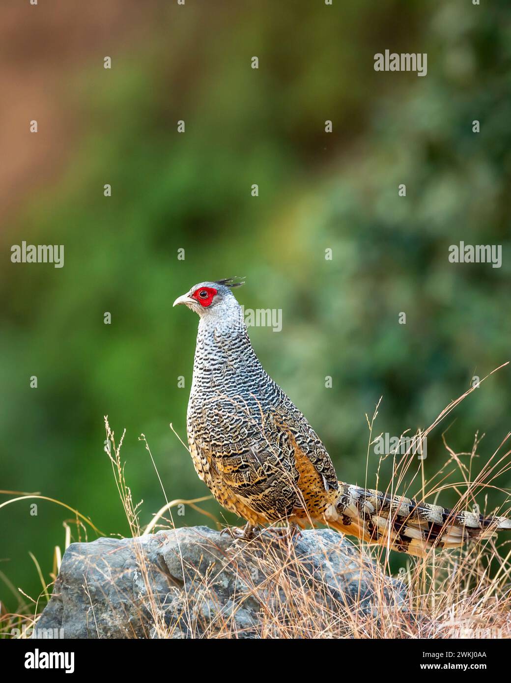 cheer pheasant or Catreus wallichii or Wallich's pheasant bird portrait during winter migration perched on big rock in natural green background india Stock Photo