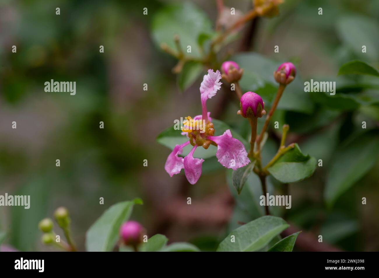 Close up Barbados or Acerola Cherry flower, Malpighia glabra, on tree. Selected focus. Stock Photo