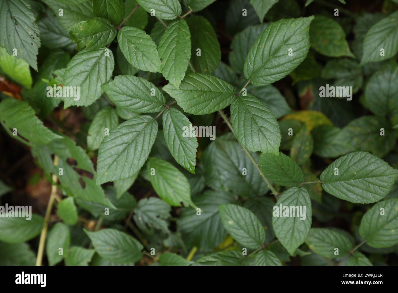 Beautiful wild plants hi-res stock photography and images - Alamy