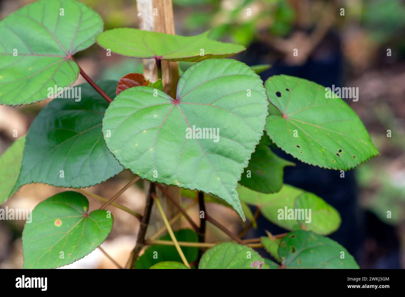Daun Waru, Hibiscus tiliaceus or sea hibiscus green leaves, heart shape leaves of Bonsai tree. Stock Photo