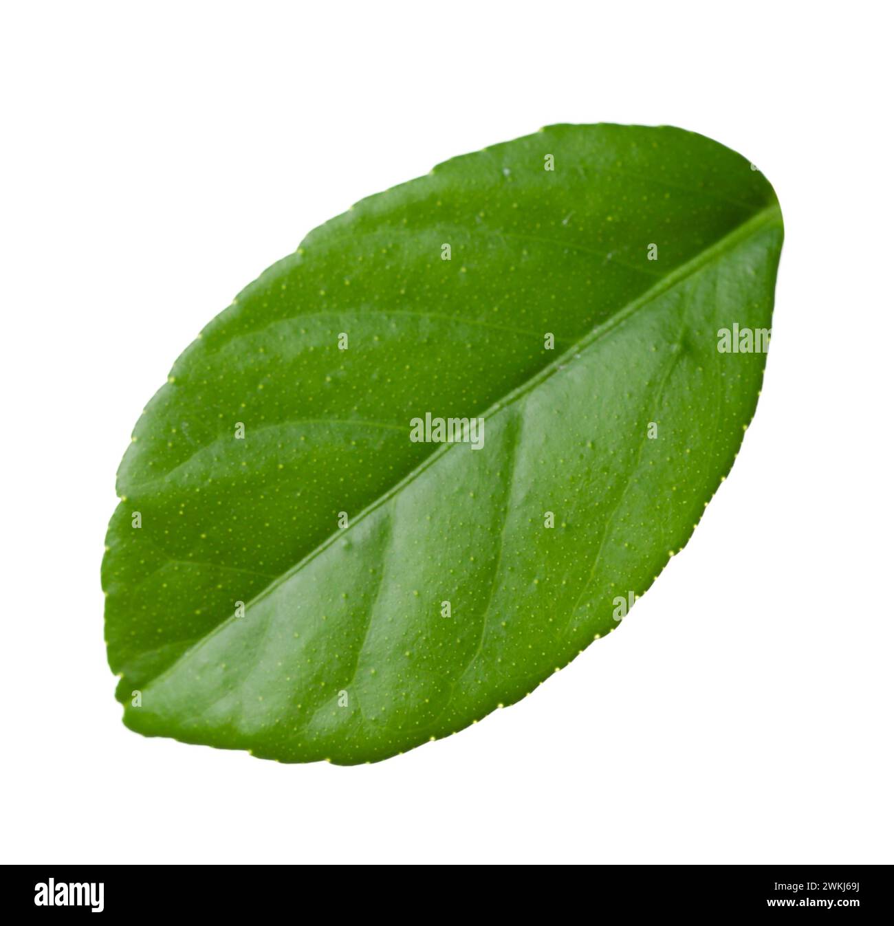 Green leaf of lemon tree isolated on white Stock Photo - Alamy
