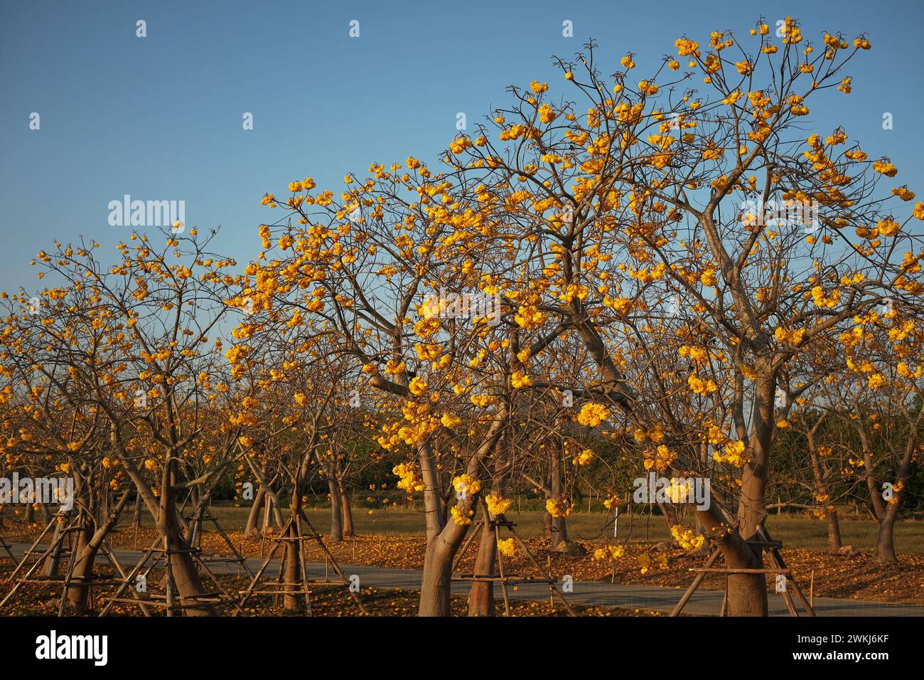 Cochlospermum Regium Singha Park Beautiful Flower Garden At Singha Cochlospermum Regium Singha Park Beautiful Flower Garden At Singha