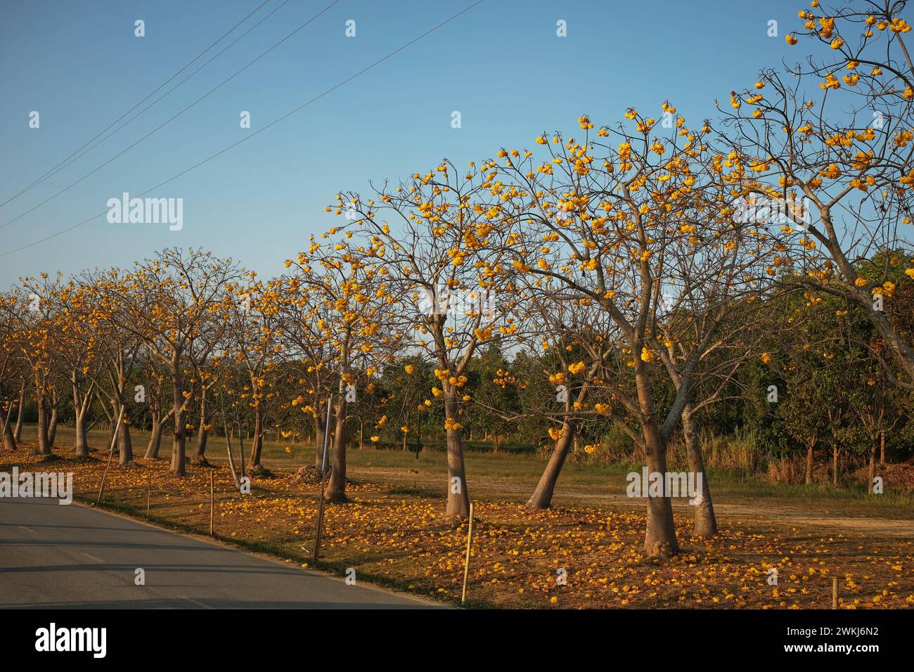 Cochlospermum Regium Singha Park Beautiful Flower Garden At Singha Cochlospermum Regium Singha Park Beautiful Flower Garden At Singha