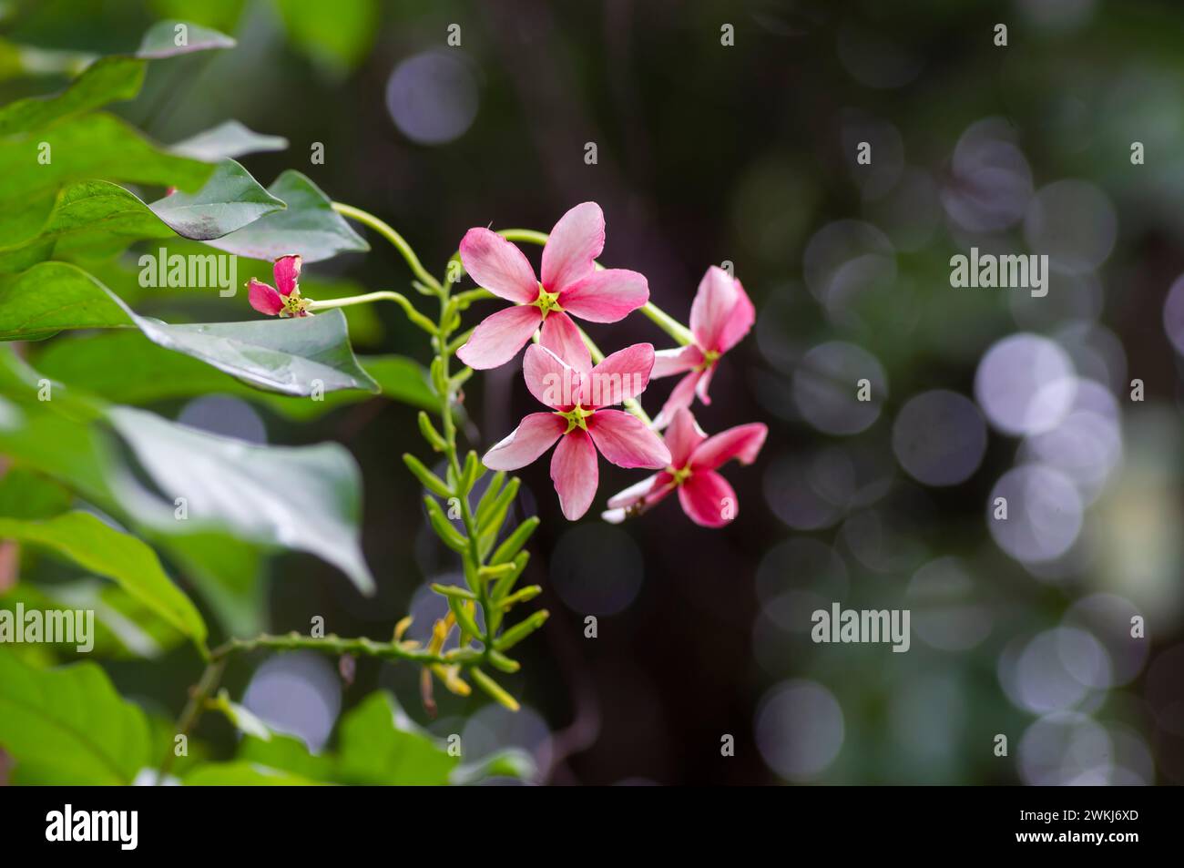 Blooming of Combretum indicum, Rangoon creeper flowers, with bokeh background. Stock Photo