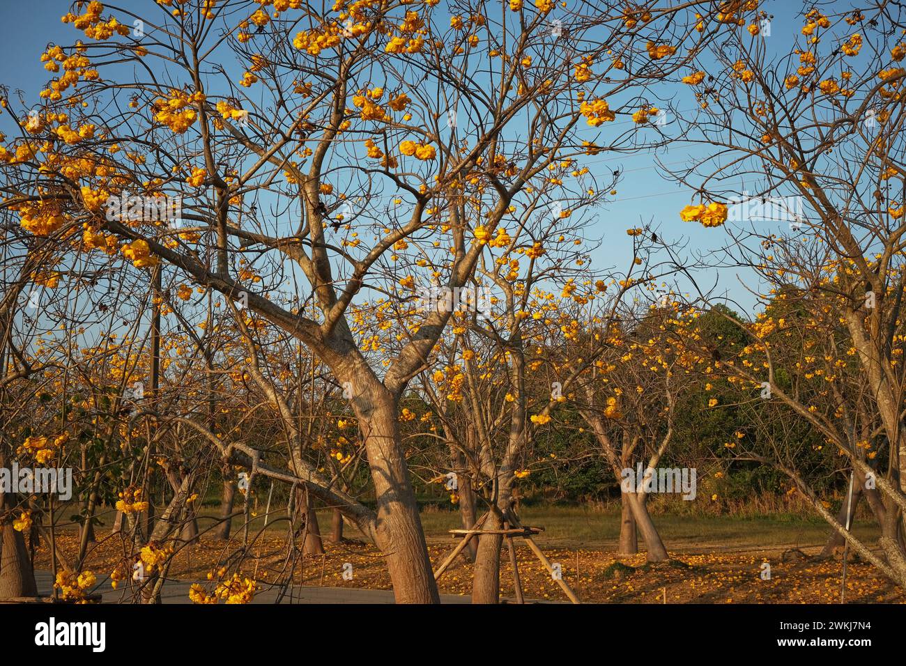 Cochlospermum Regium Singha Park Beautiful Flower Garden At Singha Cochlospermum Regium Singha Park Beautiful Flower Garden At Singha