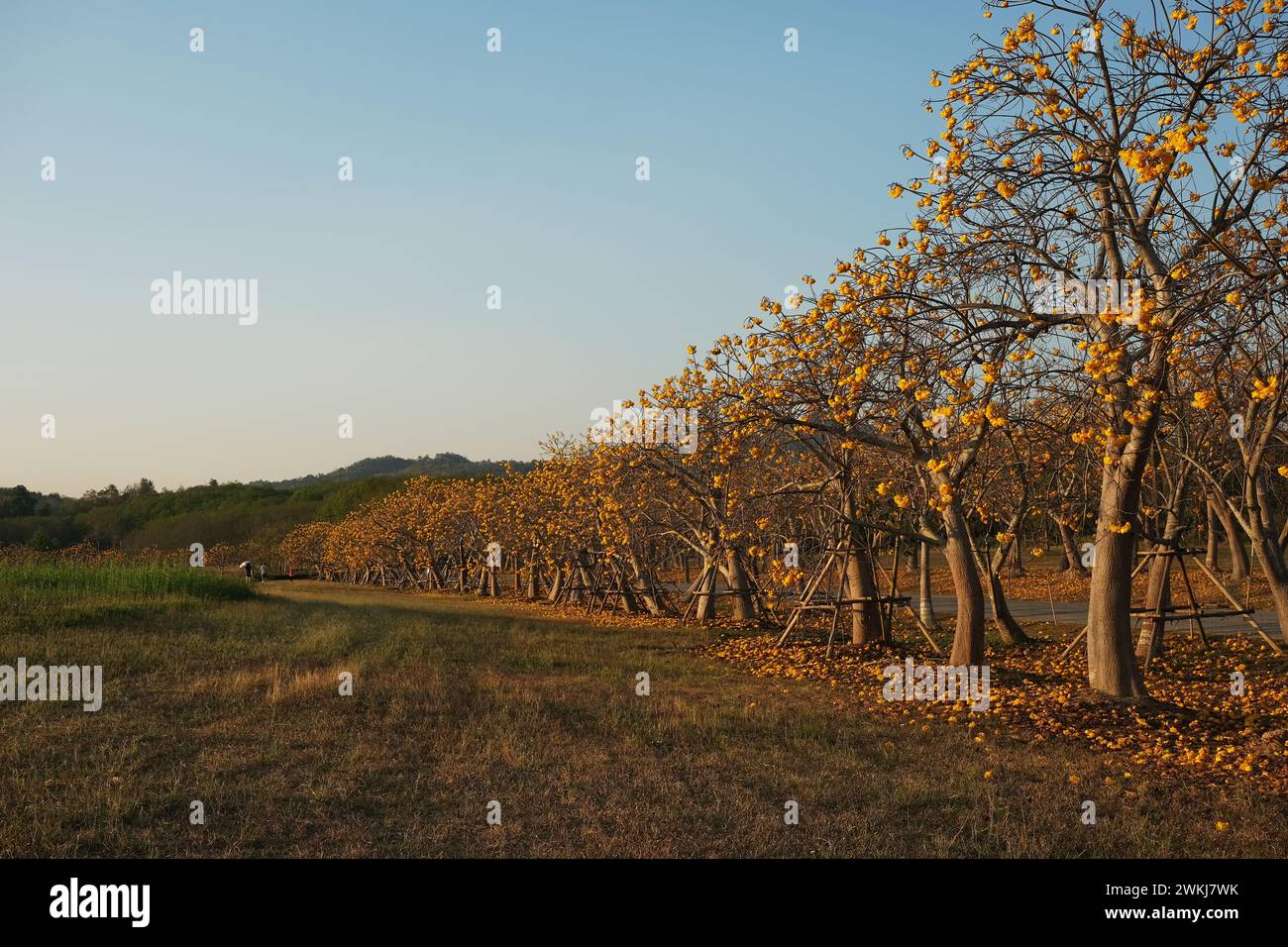 Cochlospermum regium ,Singha Park,Beautiful flower garden at Sing…