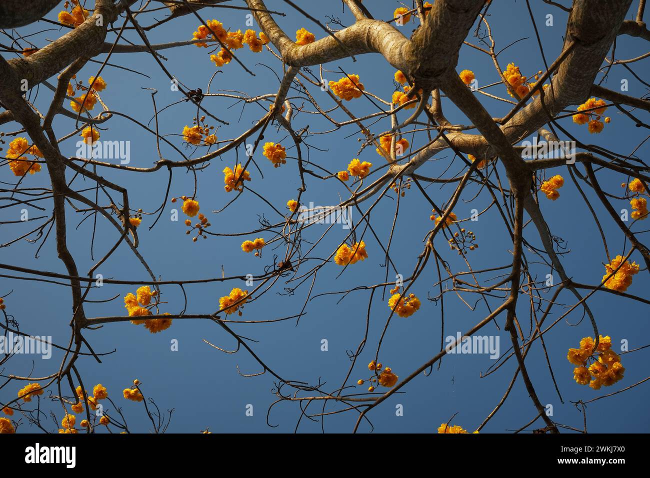 Cochlospermum regium ,Singha Park,Beautiful flower garden at Sing…
