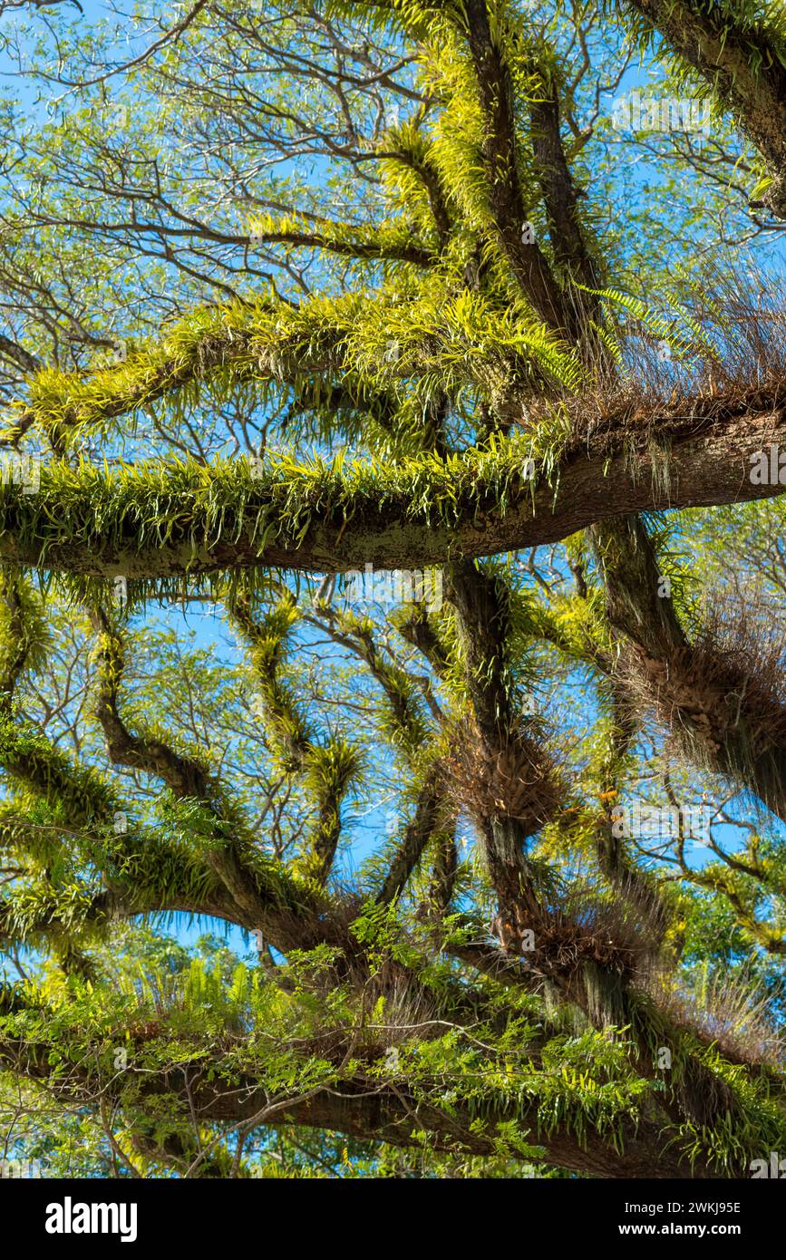 Jamaican Raintrees (Samanea saman) covered with native epiphytic ferns in Mossman in north Queensland, Australia, give branches a wooly appearance. Stock Photo