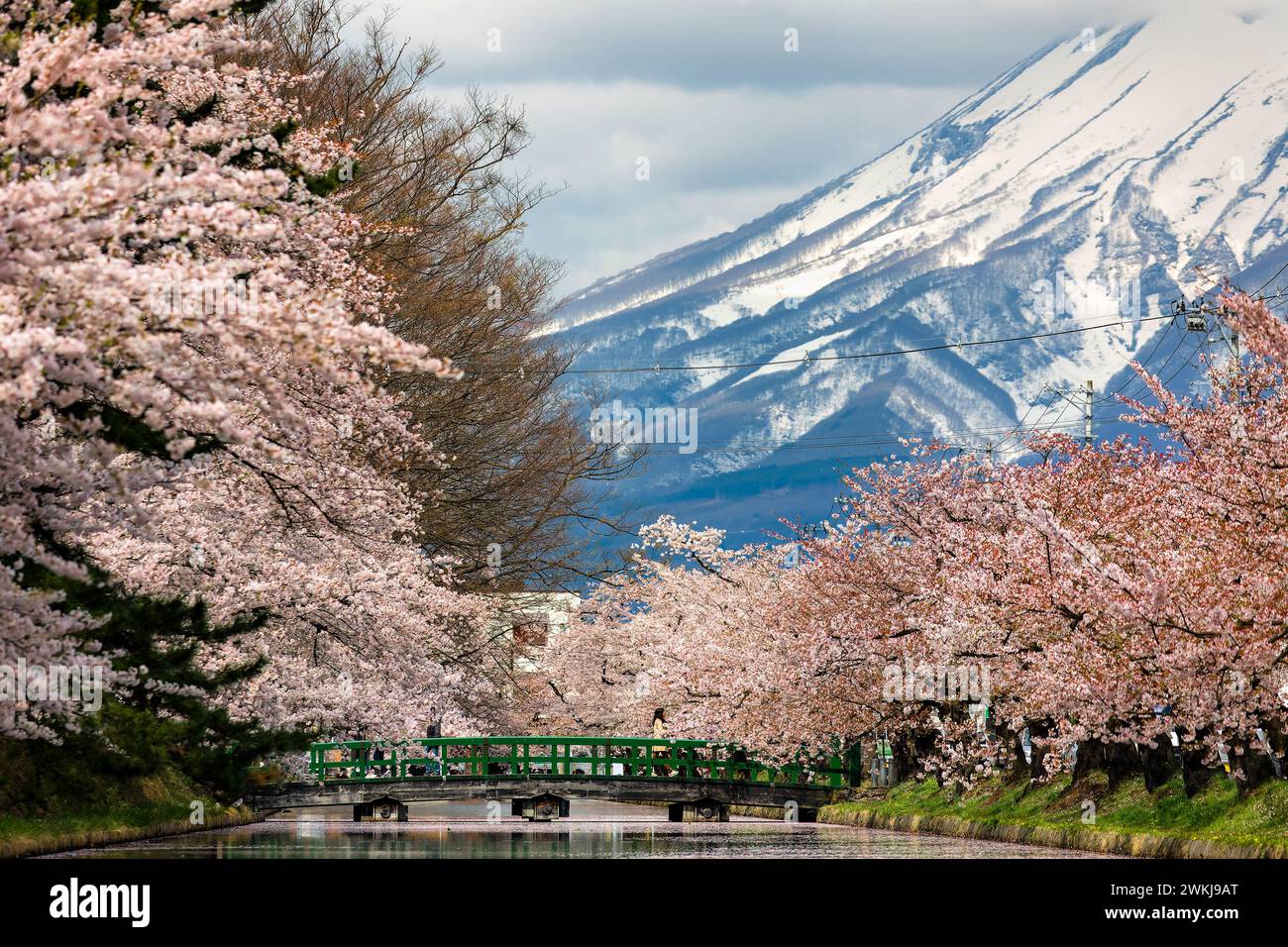 Beautiful, vivid Cherry Blossom (Sakura) with and towerig, snow-capped volcano behind Stock Photo