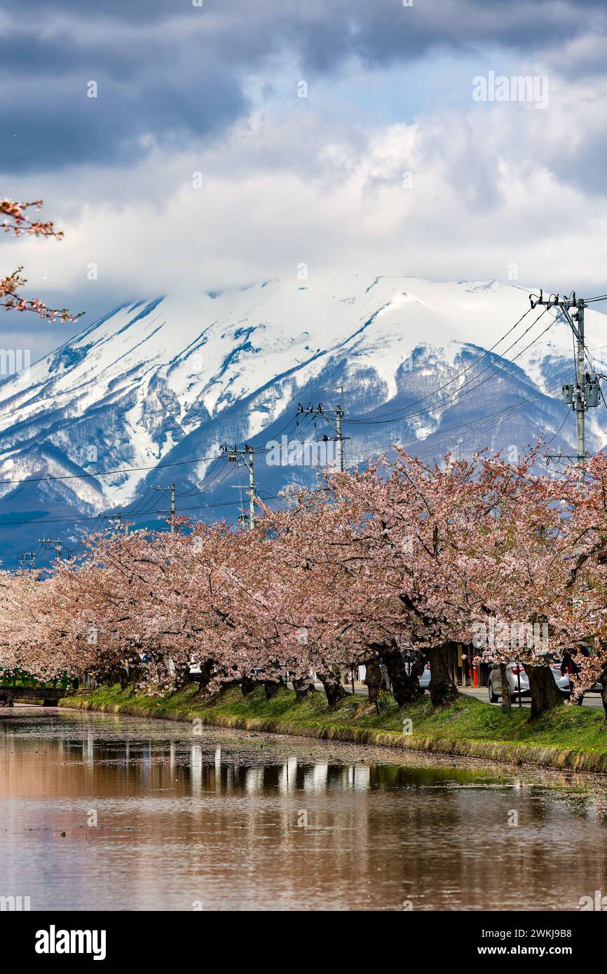 Colorful springtime Cherry Blossom with a large volcano behind (Hirosaki City, Aomori, Japan) Stock Photo