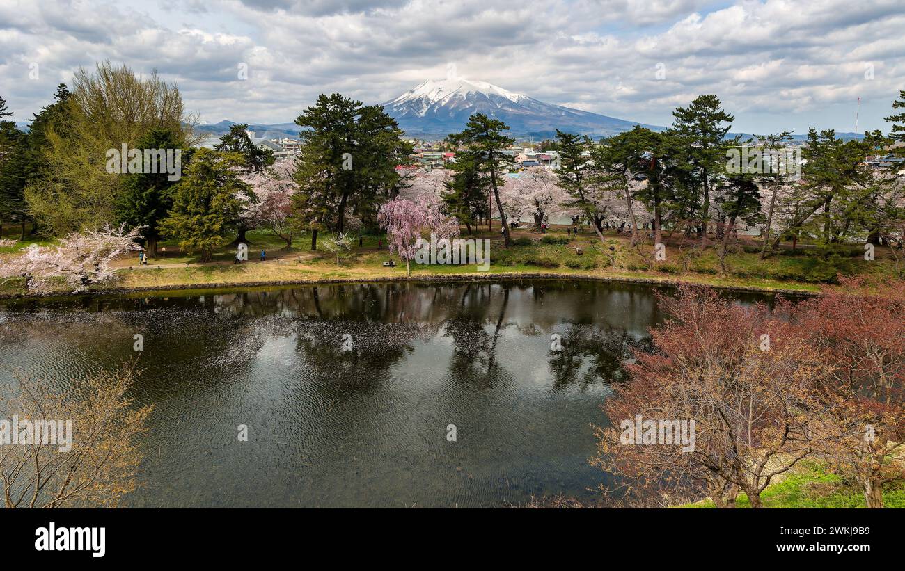 Snowcapped volcano of Mount Iwaki with colorful Cherry Blossom trees in the foreground (Hirosaki, Japan) Stock Photo