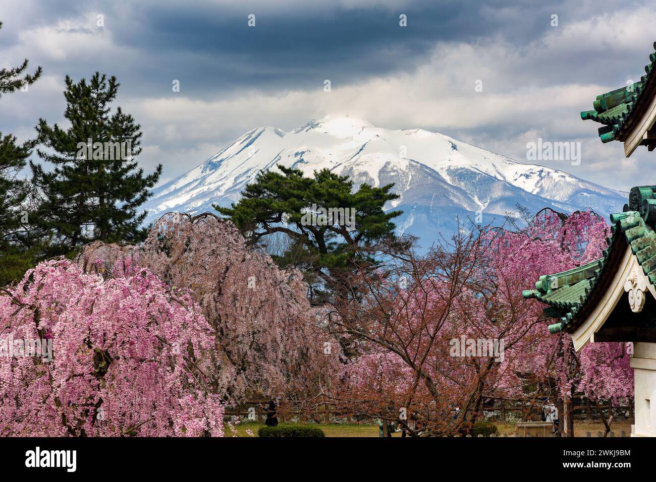 Beautiful Cherry Blossom and Mount Iwaki viewed from Hirosaki Castle, Japan Stock Photo