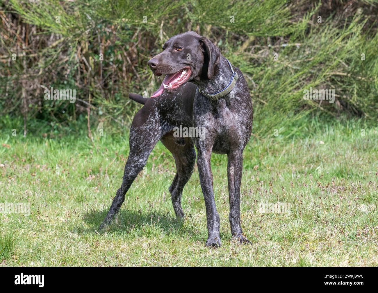 German shorthaired pointer in a field hires stock photography and