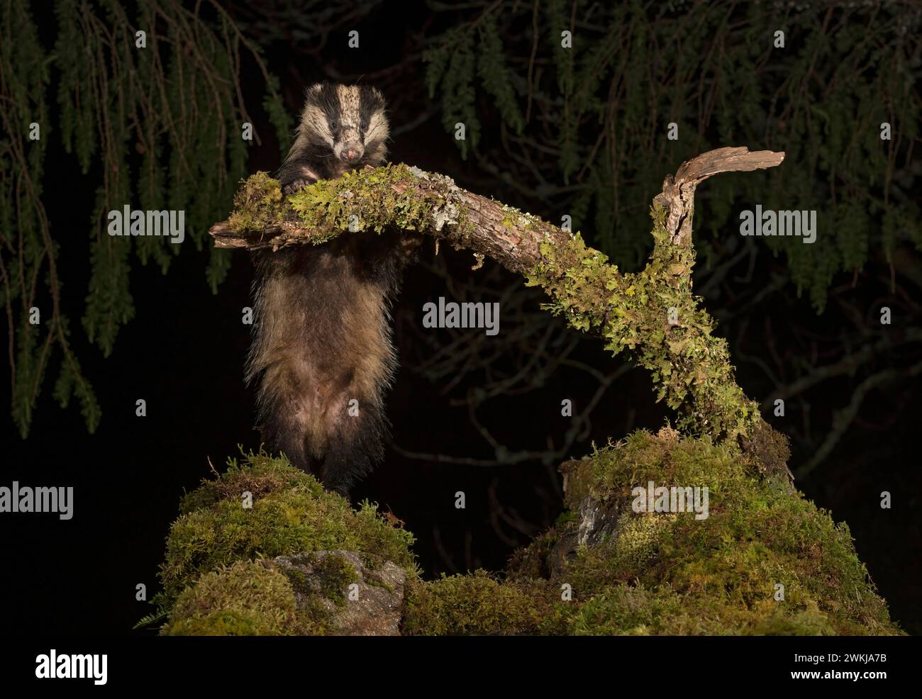 European badger, Meles meles, foraging in woodland at night, Scotland Stock Photo