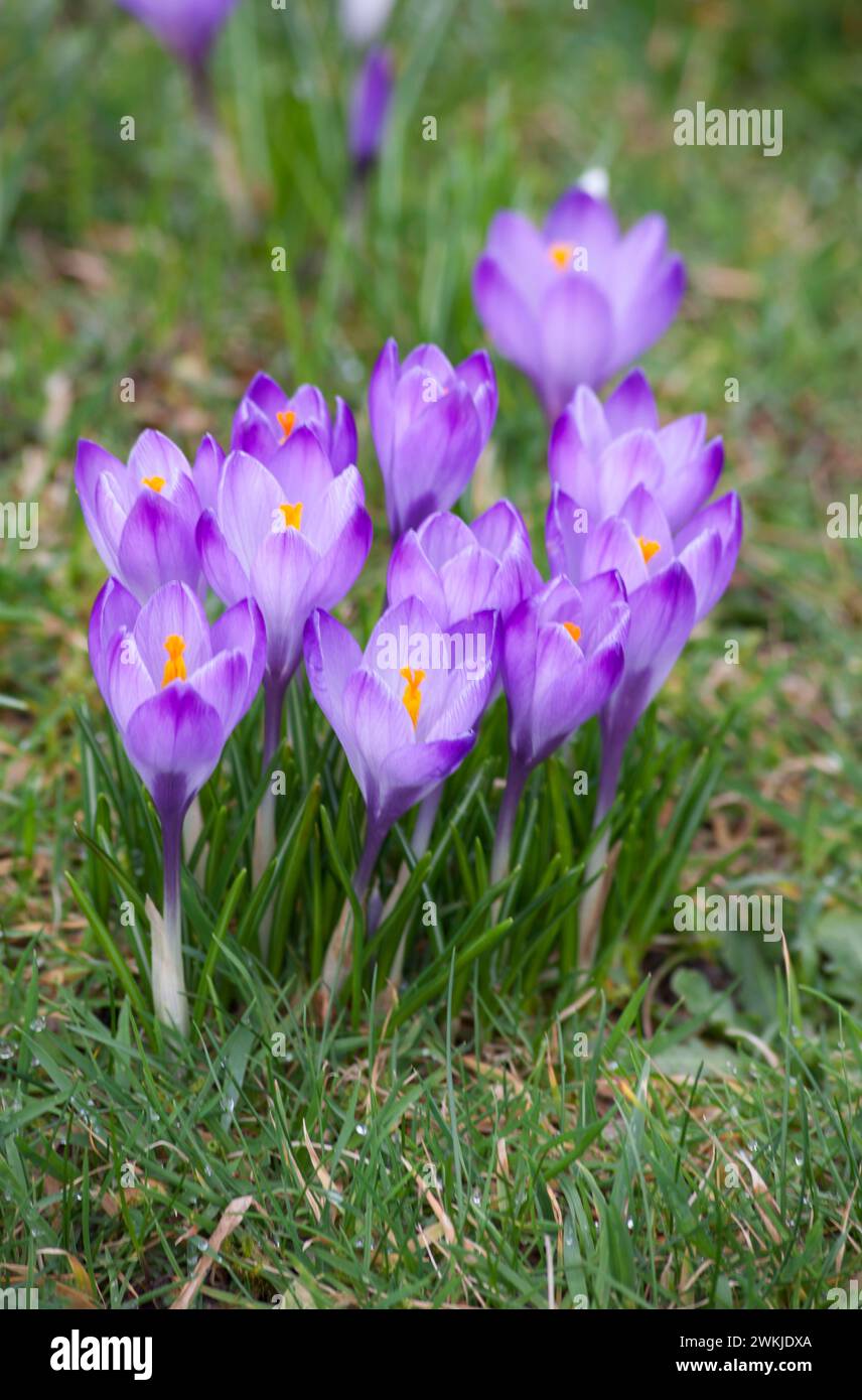 Spring flowering Crocus - purple, naturalised in the lawn. Stock Photo