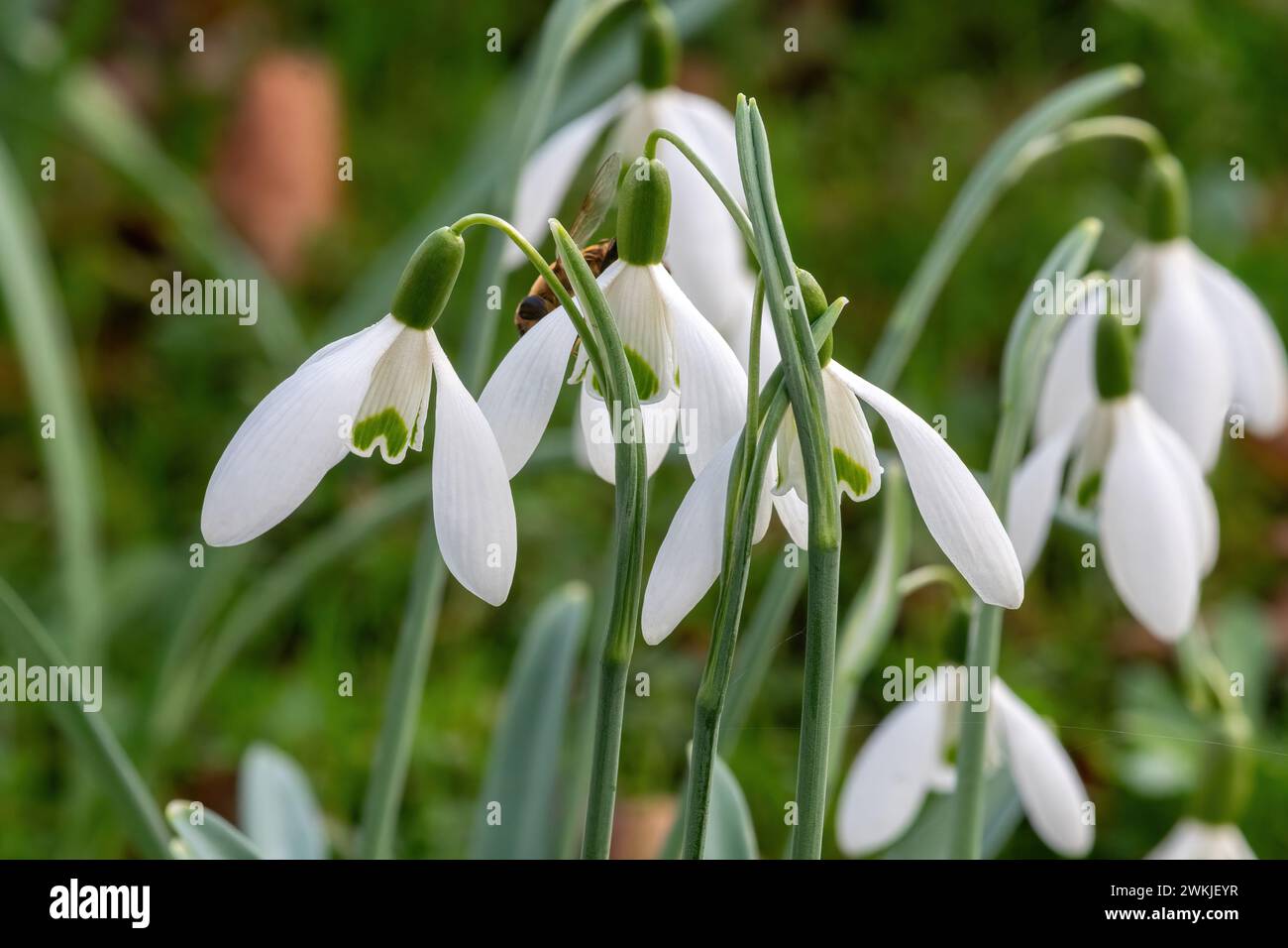 Galanthus 'Winifrede Mathias' snowdrop snowdrops flowers in a garden during February, England, UK Stock Photo