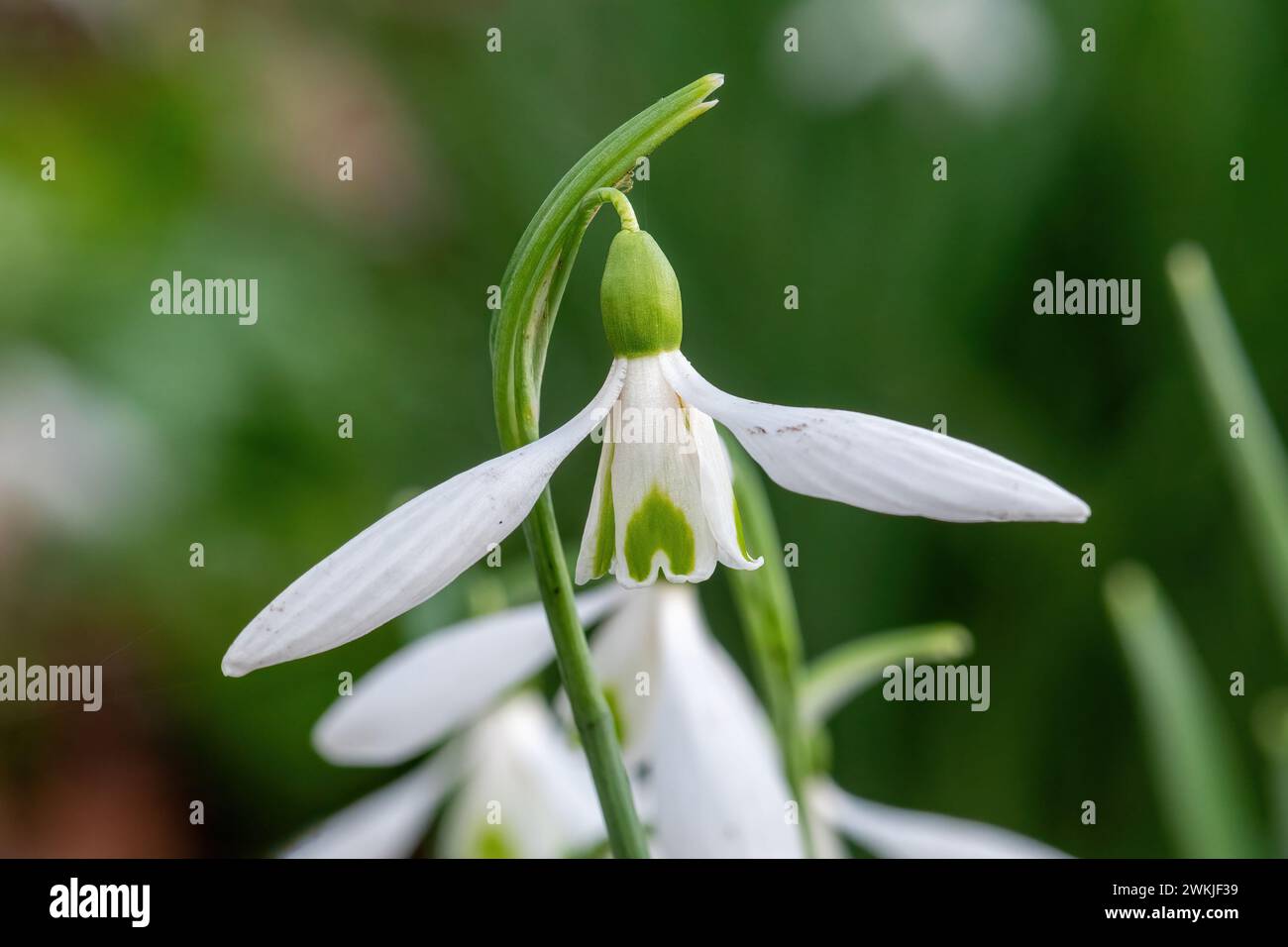 Galanthus nivalis 'James Backhouse' snowdrop variety flowering in a garden during February, England, UK Stock Photo