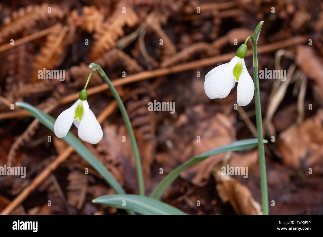 Galanthus plicatus 'Augustus' flowers, snowdrop 'Augustus' variety of snowdrops with unusual dimpled petals, flowering during February, England, UK Stock Photo