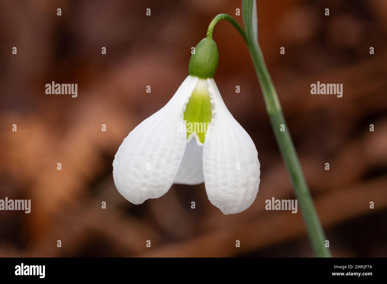 Galanthus plicatus 'Augustus' flower, snowdrop 'Augustus' variety of snowdrops with unusual dimpled petals, flowering during February, England, UK Stock Photo