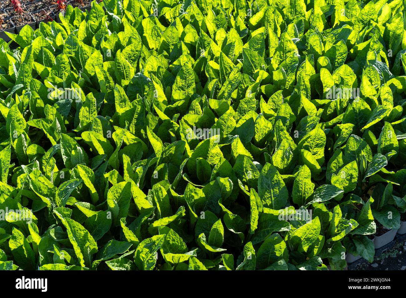 large quantities of plants from one nursery Stock Photo - Alamy