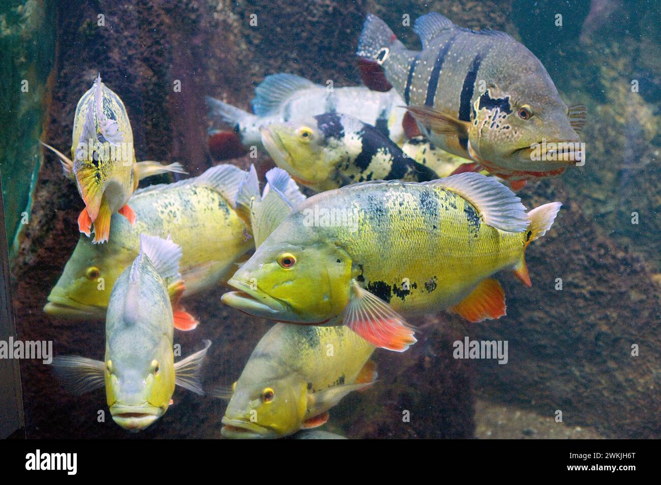 Butterfly peacock bass (Cichla ocellaris) is a fresh water carnivorous fish native to Amazon and Orinoco rivers. Stock Photo