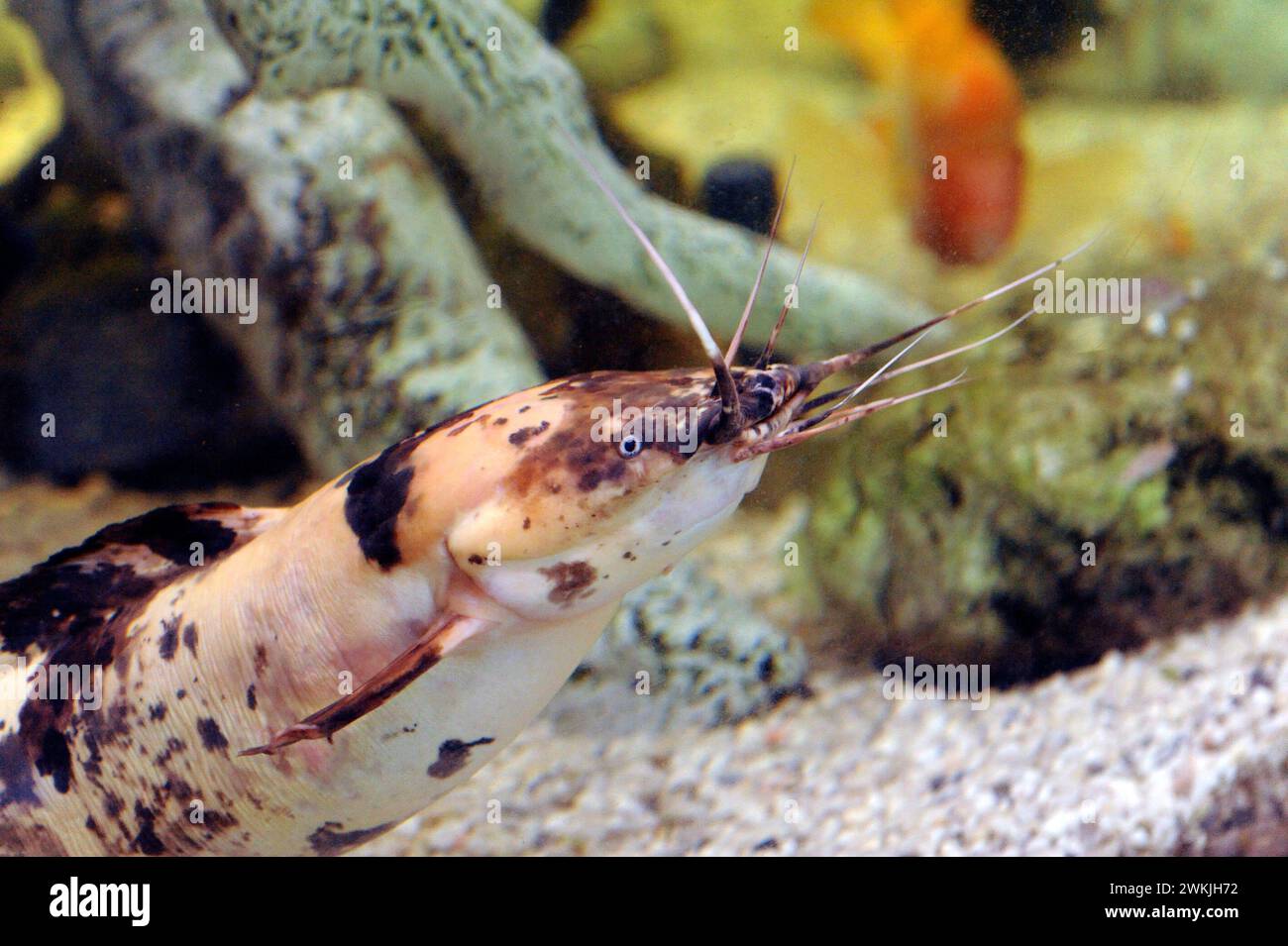 Walking catfish (Clarias batrachus) is a omnivorous fresh water fish native to southeast Asia rivers. Stock Photo