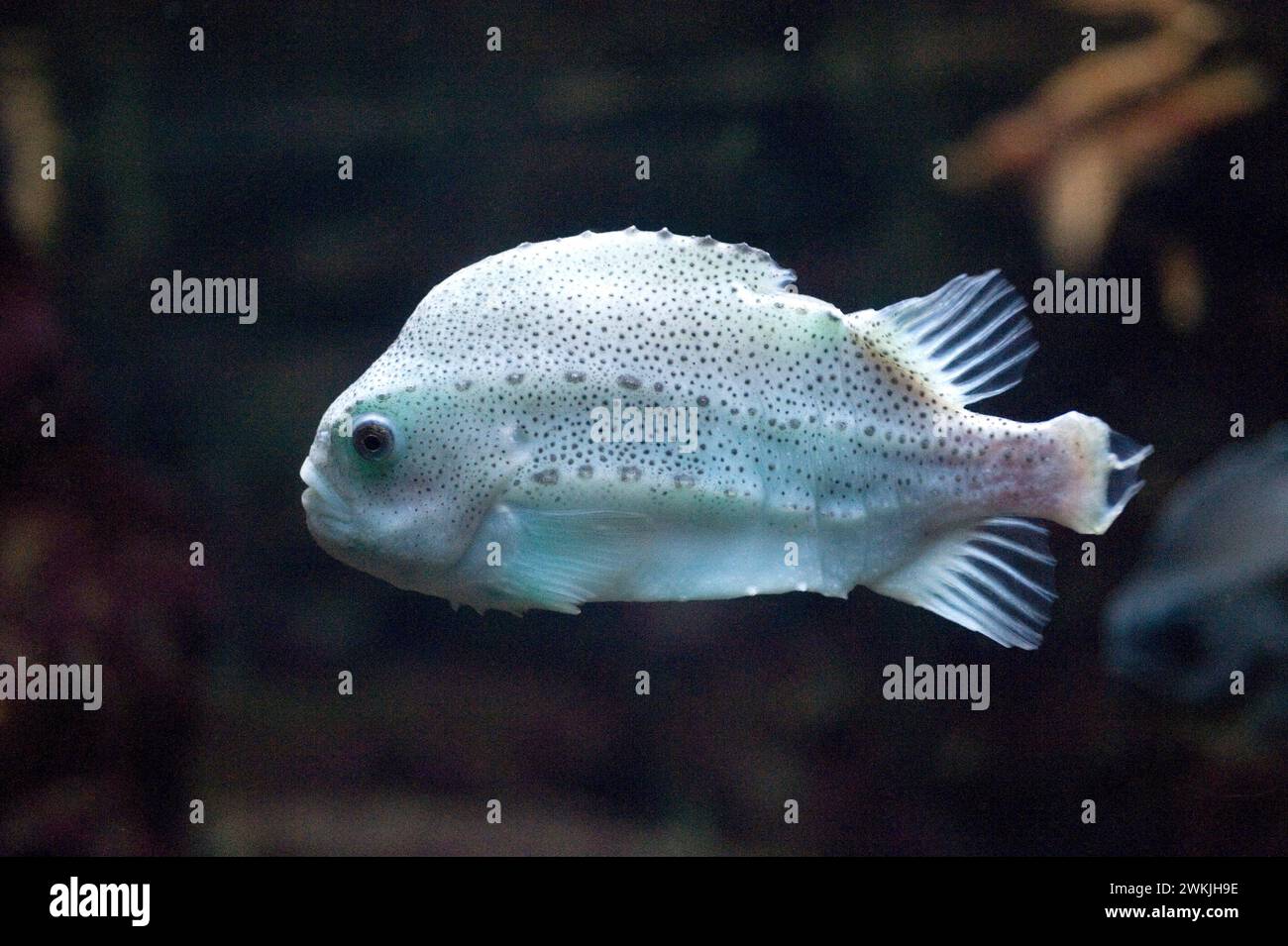 Lumpfish (Cyclopterus lumpus) is a marine fish native to North Altantic Ocean. Is fished for its edible roe. Stock Photo