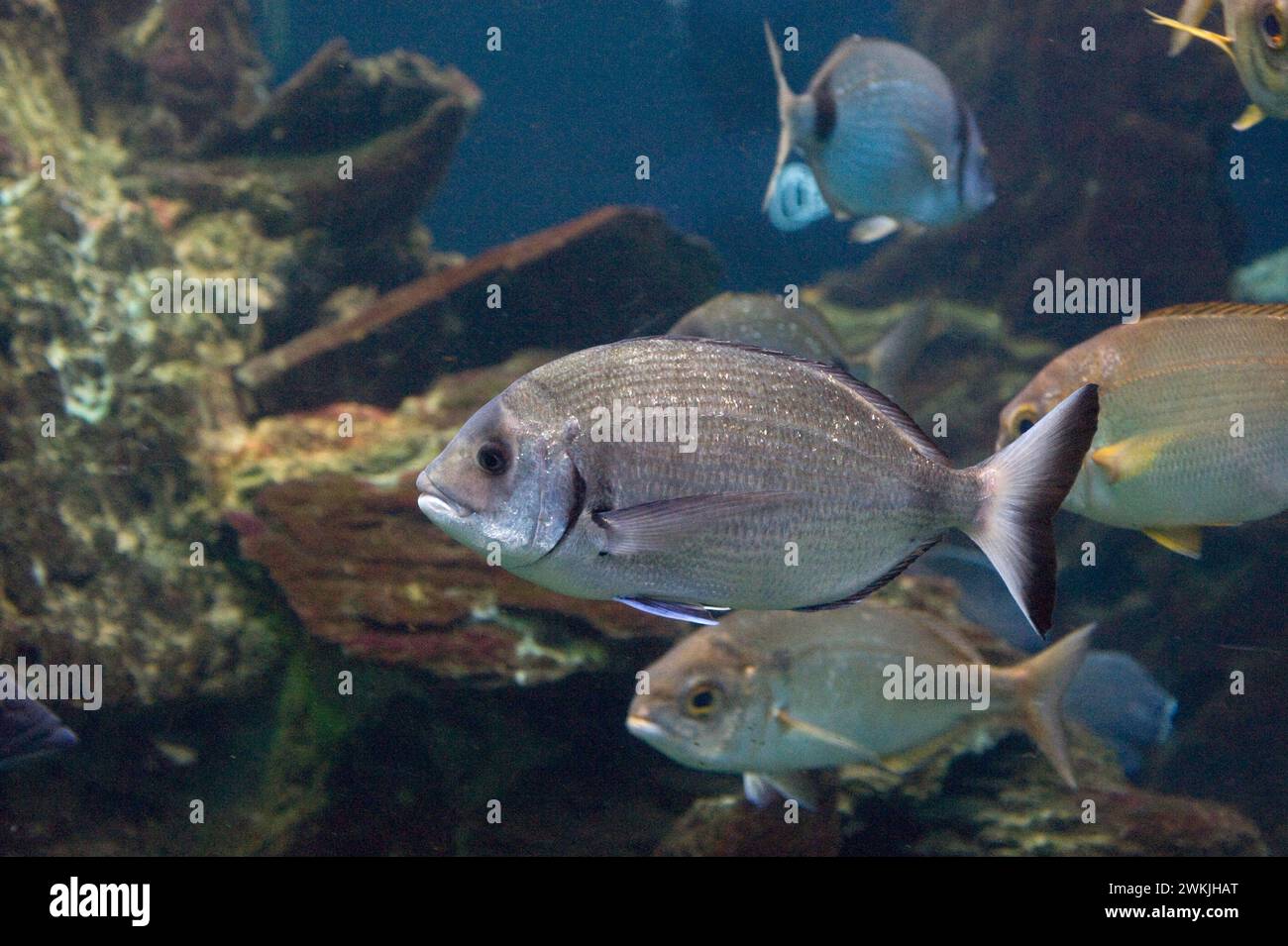 Sargo or white seabream (Diplodus sargus) is an omnivorous marine fish native to Mediterranean Sean and coastal of east Atlantic Ocean, from France to Stock Photo