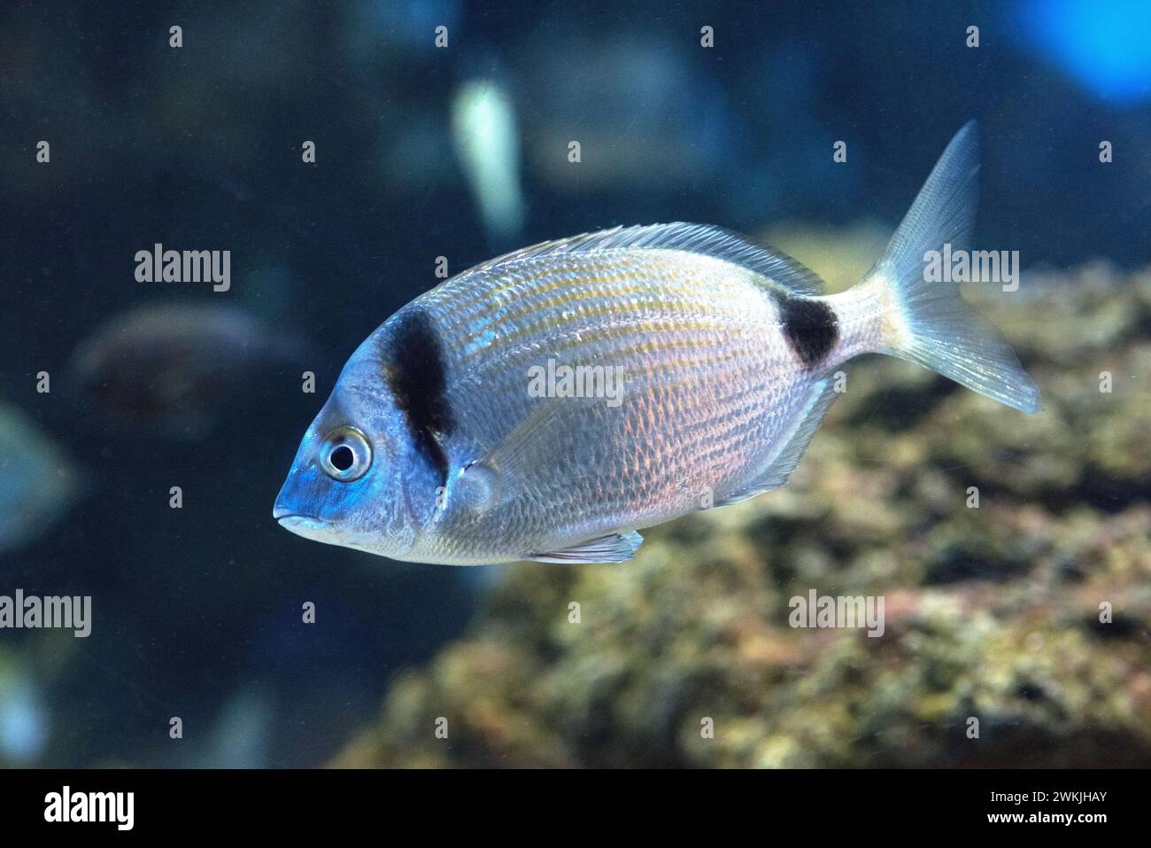 Common two-banded sea bream (Diplodus vulgaris) is a marine fish native to Mediterranean Sea and northeastern Atlantic Ocean. Stock Photo
