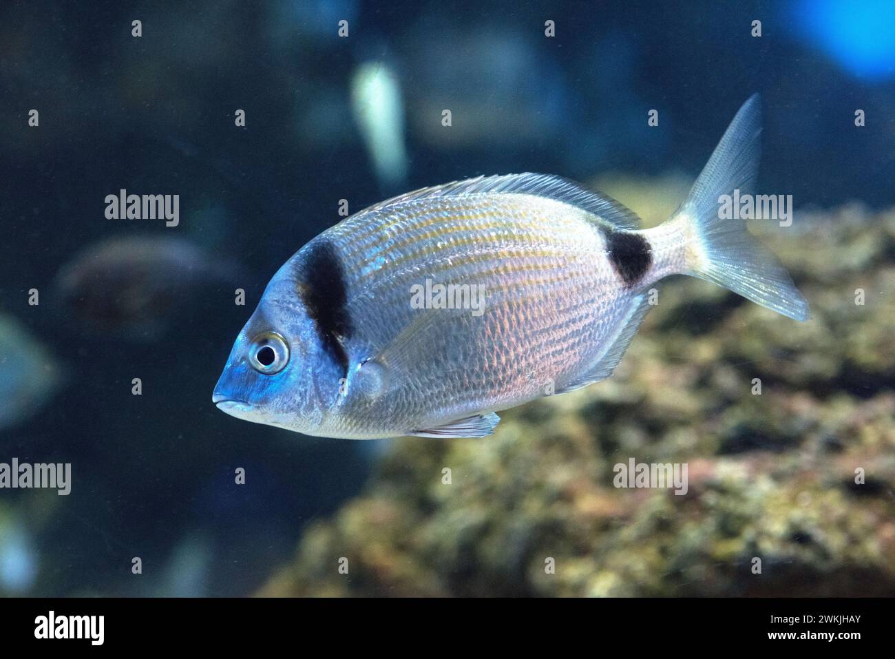 Common Two banded Sea Bream Diplodus Vulgaris Is A Marine Fish Native 