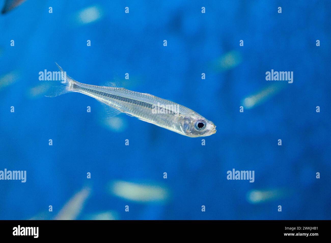 European anchovy (Engraulis encrasicolus) is a marine fish native to Mediterranean Sea and Atlantic coast of Europe. Anchovy eat zooplancton. Stock Photo