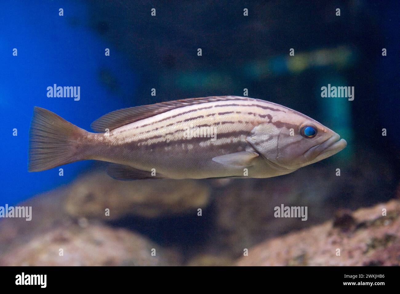 Angola and france hi-res stock photography and images - Alamy