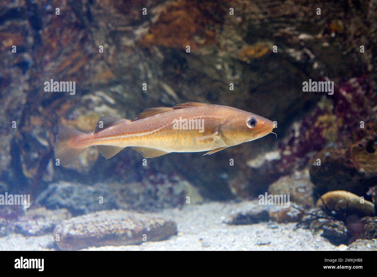 North atlantic cod gadus morhua hi-res stock photography and images - Alamy