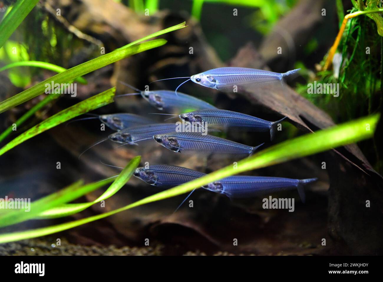 Glass catfish (Kryptopterus bicirrhis) is a transparent freshwater fish native to southeast Asia rivers. Stock Photo