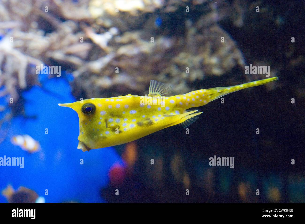 Longhorn cawfish or horned boxfish (Lactoria cornuta) is an omnivorous marine fish native to Tropical Indian and Pacific Ocean. Stock Photo