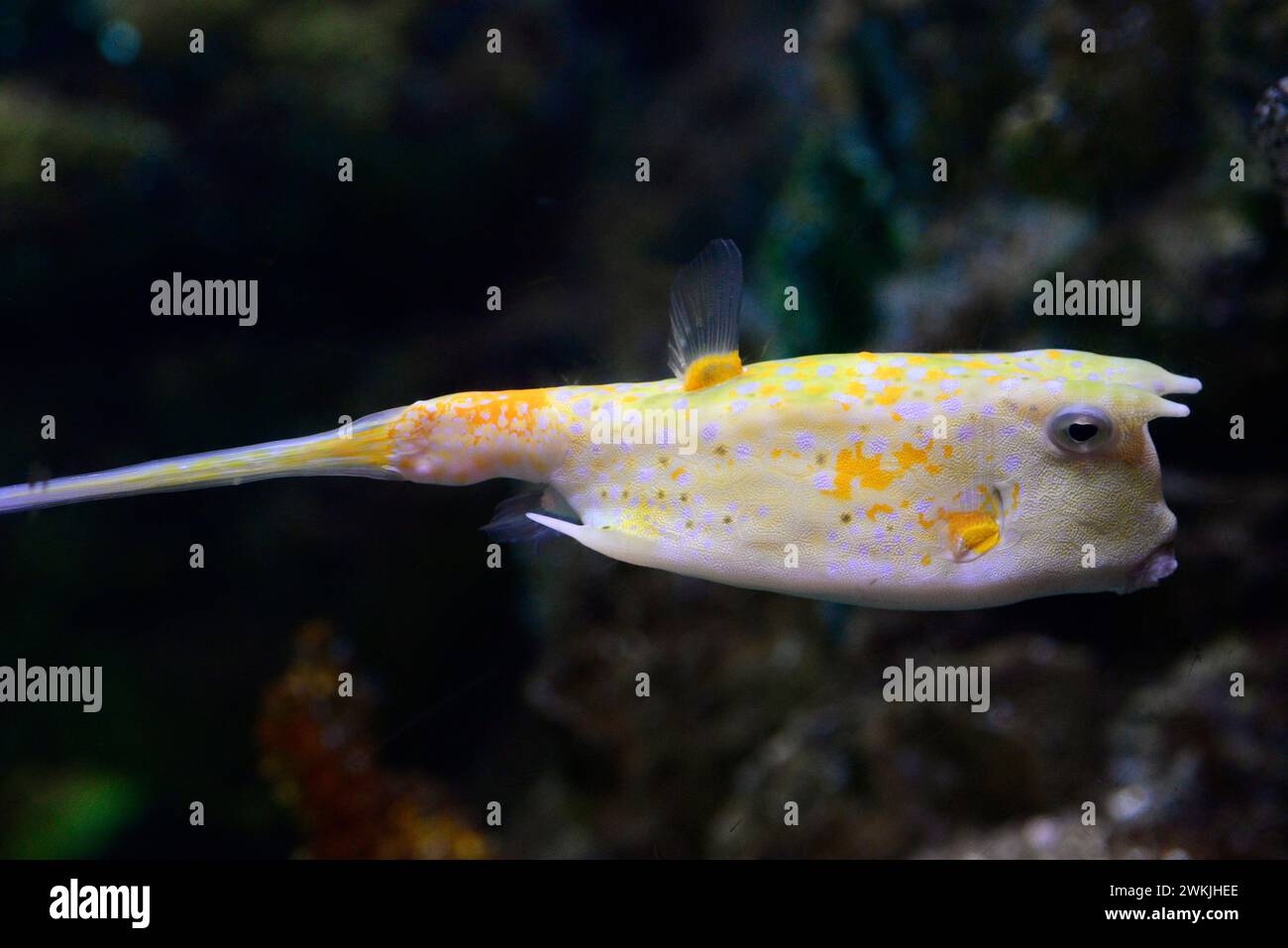 Longhorn cawfish or horned boxfish (Lactoria cornuta) is an omnivorous marine fish native to Tropical Indian and Pacific Ocean. Stock Photo