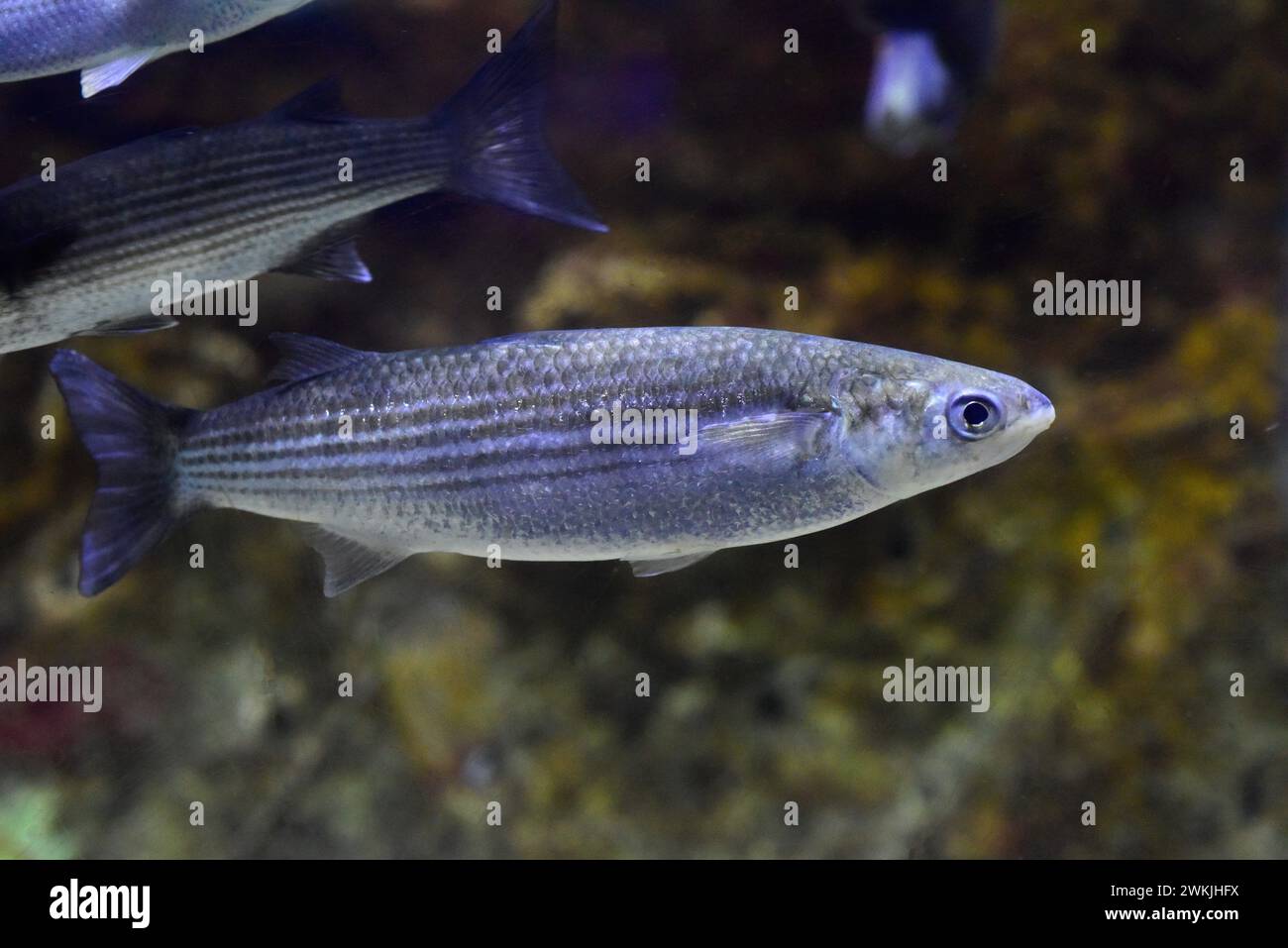 Golden grey mullet (Chelon aurata or Liza auratus) is a marine fish native to Mediterranean Sea and coastal of eastern Atlantic Ocean from Norway to M Stock Photo