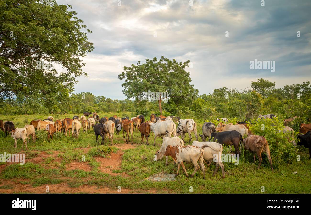 A large herd of Maasai Zebu (bos taurus indicus) cattle kept by people from the Maasai tribe near Morogoro in Tanzania. Stock Photo