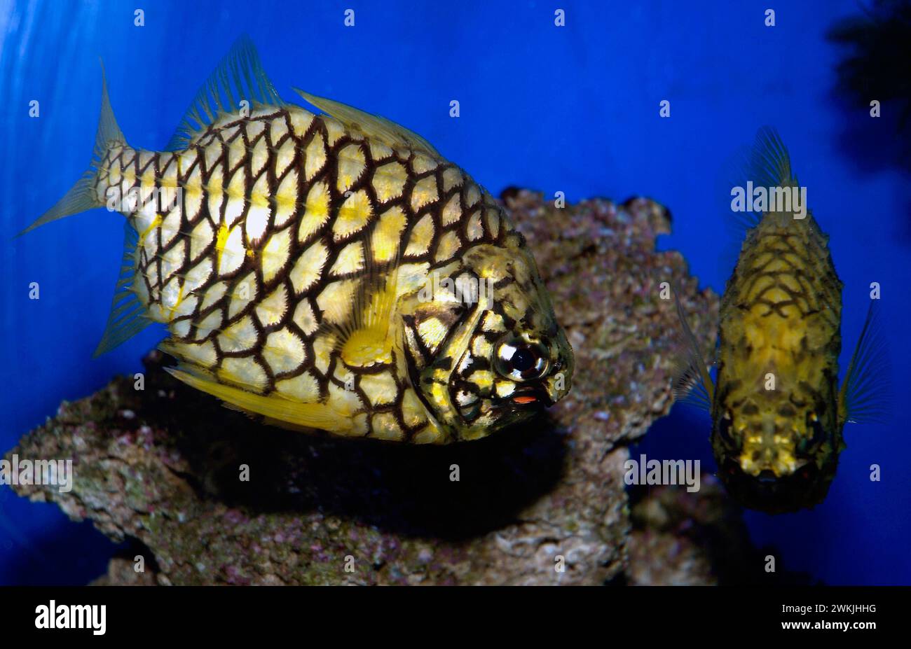 Japanese pineapplefish (Monocentris japonica) is a marine fish native to tropical Indo-Pacific Ocean. Stock Photo