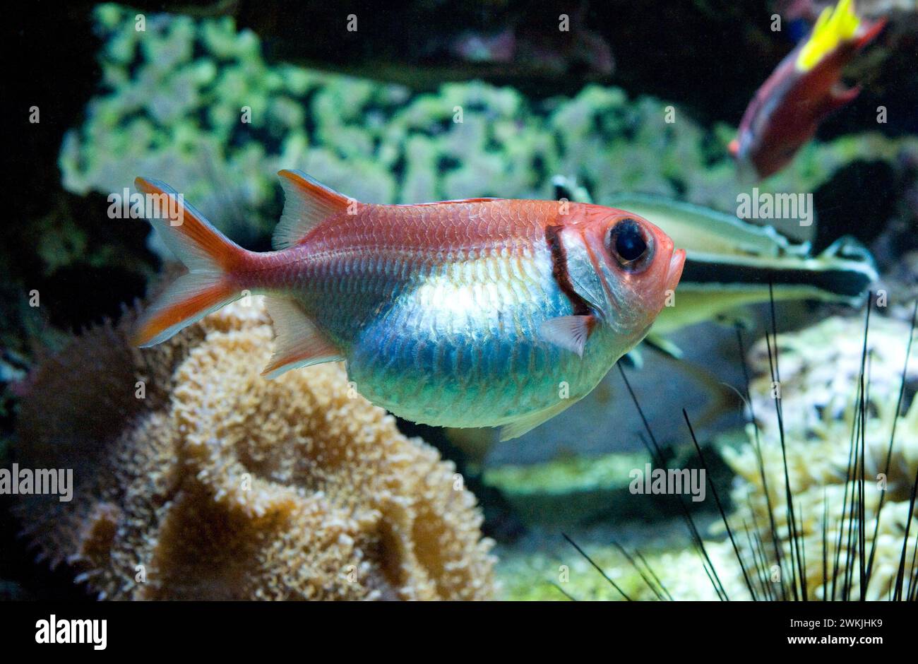 Blackbar soldierfish (Myripristis jacobus) is a marine fish native to western Atlantic Ocean. Stock Photo