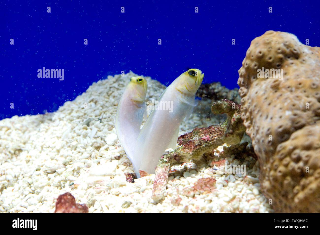 Yellowhead jawfish (Opistognathus aurifrons) is a marine fish native to Caribbean Sea. Stock Photo