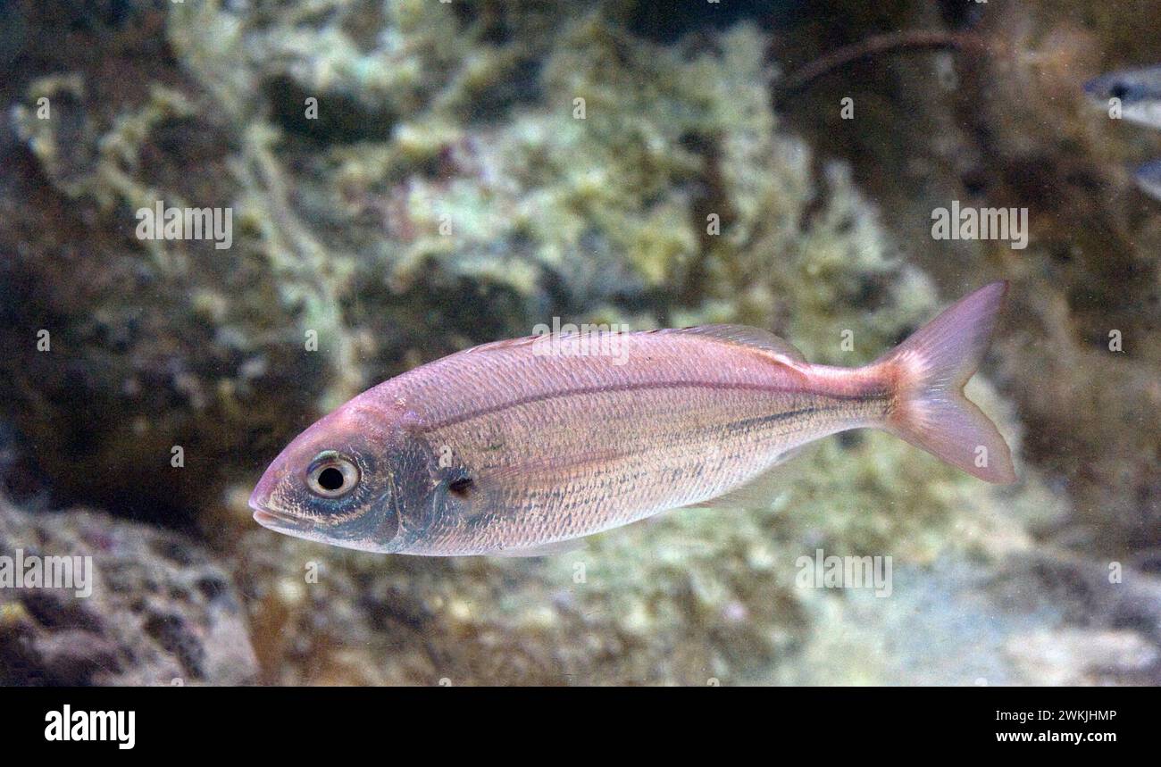 Axillary seabream (Pagellus acarne) is a marine fish native to Mediterranean Sea and eastern Atlantic Ocean. Stock Photo