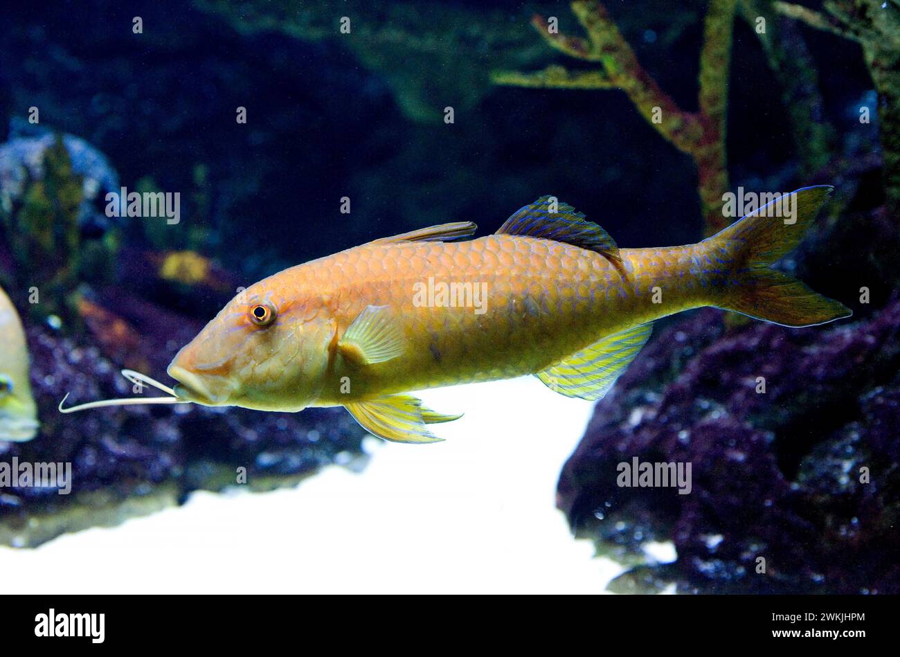 Goldsaddle goatfish or yellowsaddle goatfish (Parupeneus cyclostomus) is a marine fish native to tropical Indo-Pacific Ocean. Stock Photo