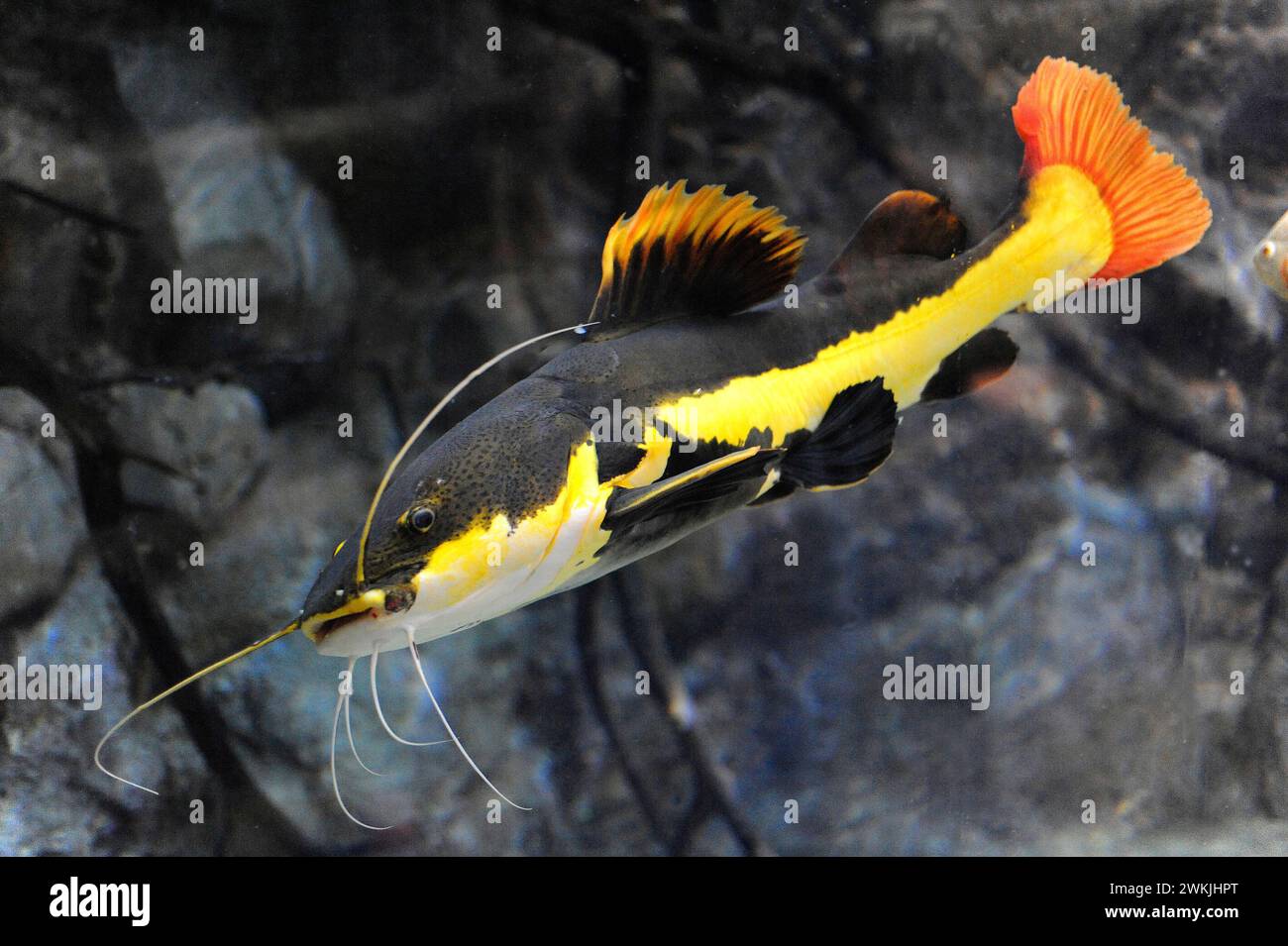 Redtail catfish (Phractocephalus hemioliopterus) is a fresh water fish native to Amazon basin. Stock Photo