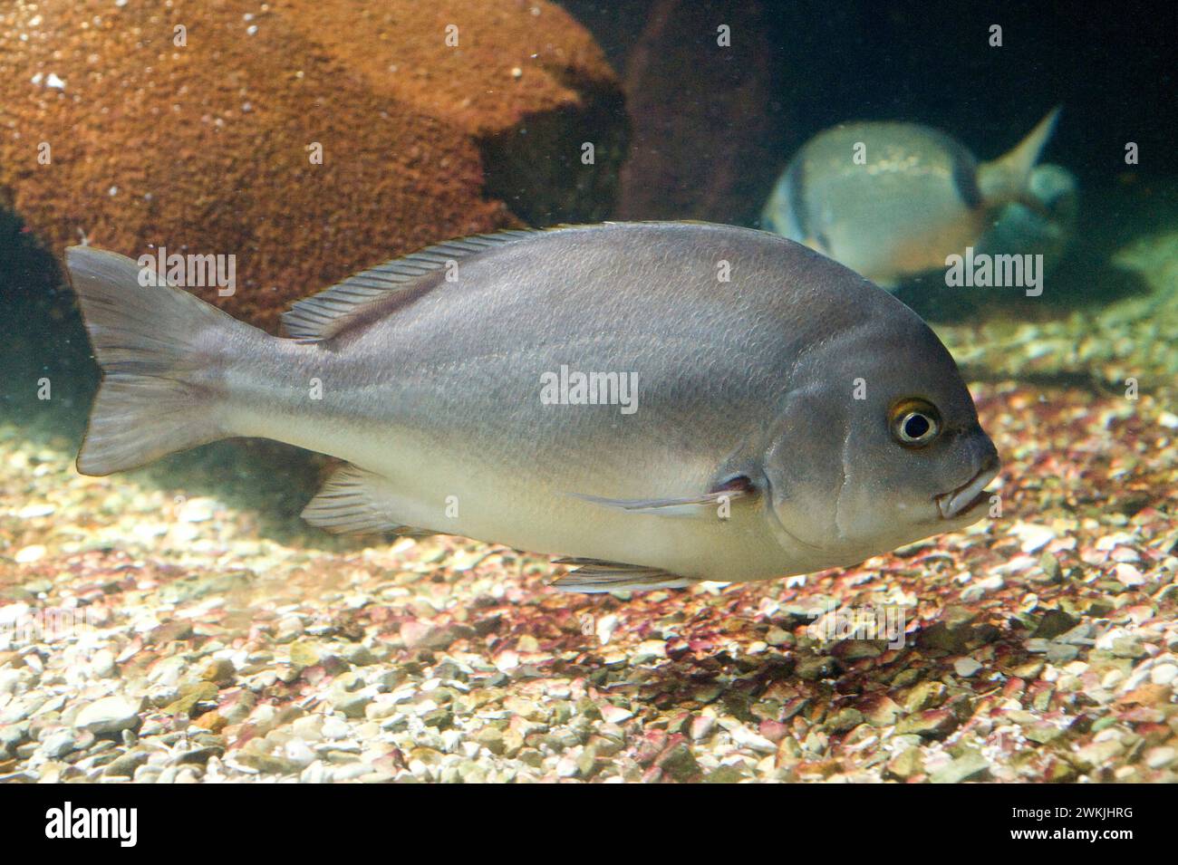 Rubberlip grunt (Plectorhinchus mediterraneus) is a marine fish native ...