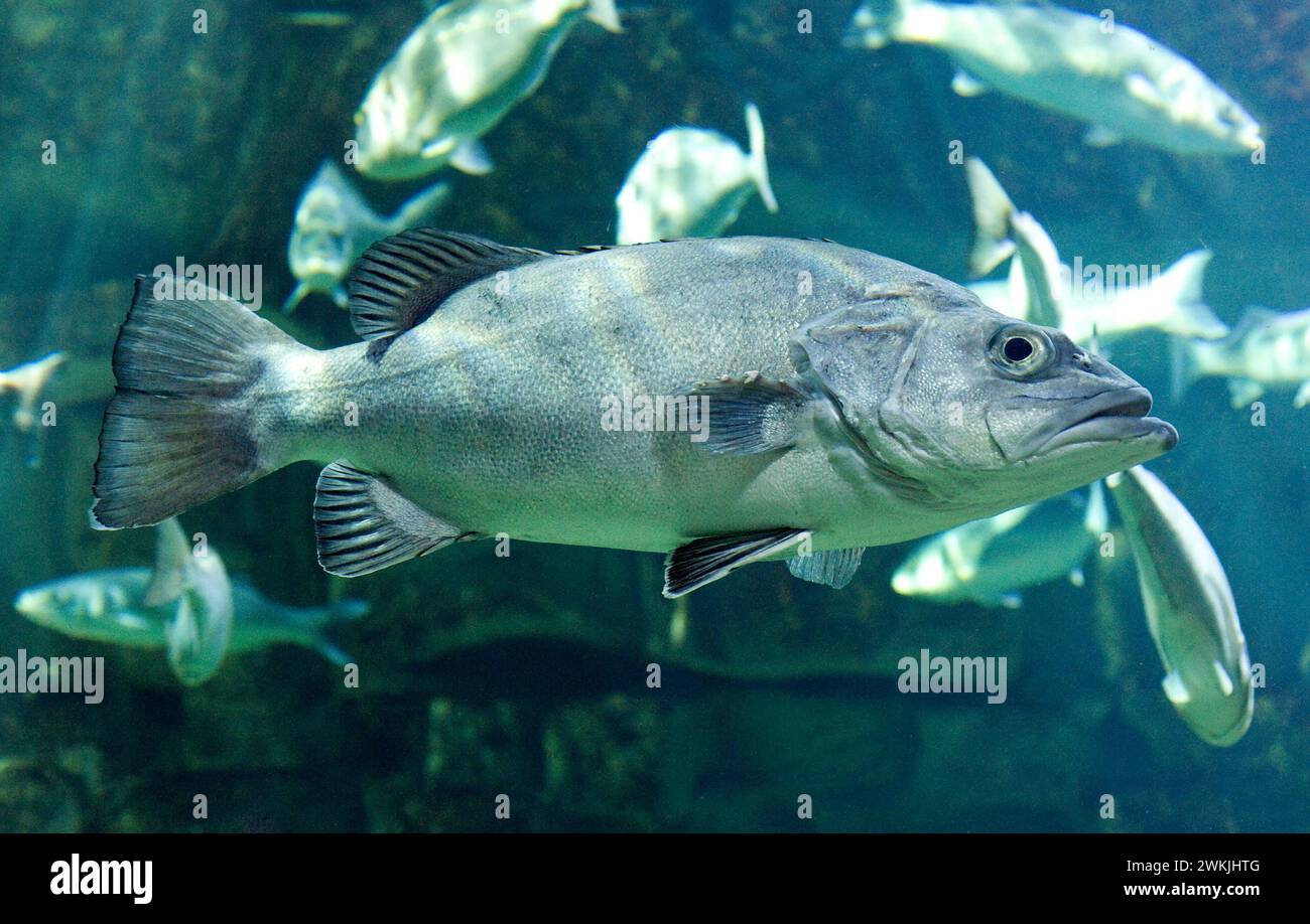 Wreckfish or bass groper (Polyprion americanus) is a cosmopolitan marine fish. Stock Photo